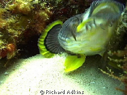 Splendid Toadfish native to Cozumel when feeding by Richard Adkins 